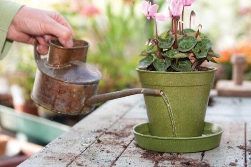 полив в піддон