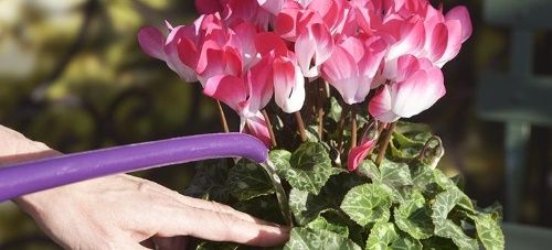 полив в горщик