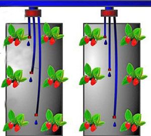 Крапельний полив