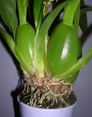 Орхідеї сімподіальних типу розмножують діленням куща
