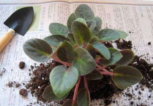 як розсадити фіалку