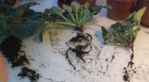 розділена фіалка