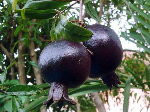 гранати з темною шкіркою