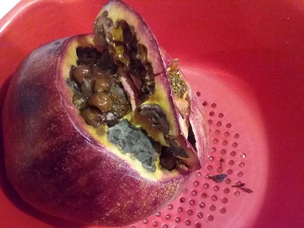 перезрілий гнилої плід