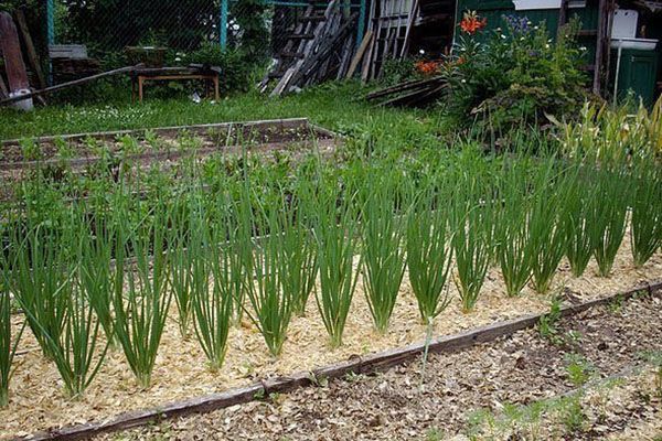 як використовувати тирсу в саду і городі