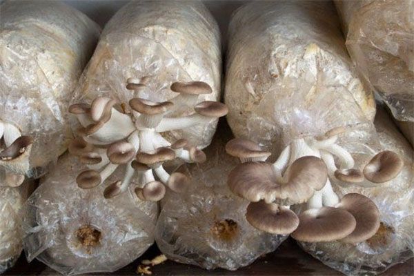 вирощування грибів в тирсі