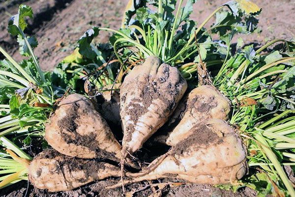 урожай цукрових буряків