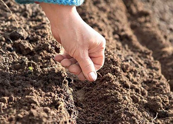 посів буряка