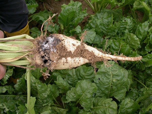 ураження цукрових буряків