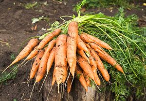 Урожай моркви на дачі