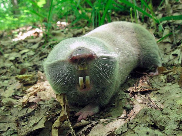 як вивести сліпця з городу
