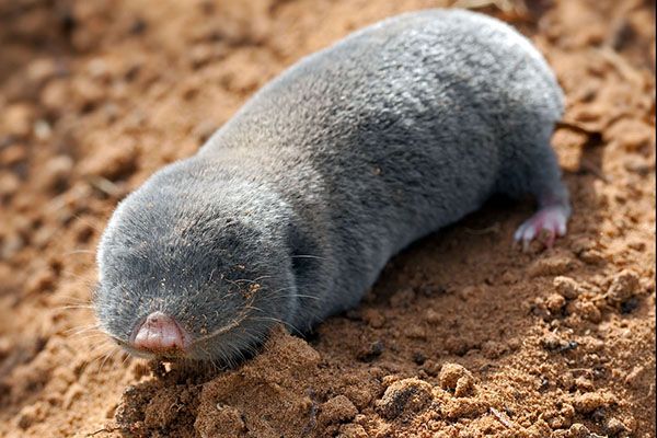 маленький шкідник