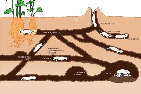 нори слепиша