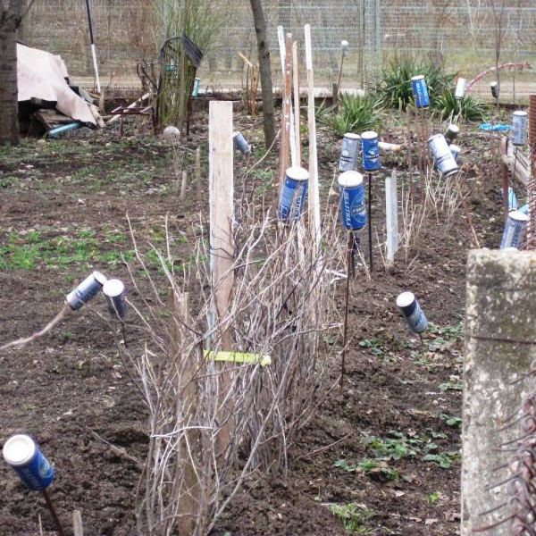 звукові відлякувачі