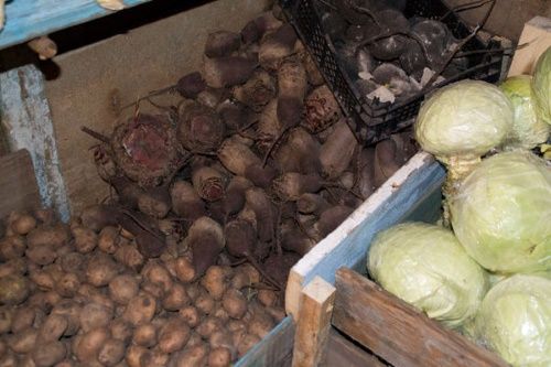 як зберігати буряк навесні в погребі