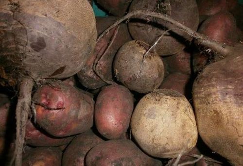 буряк на картоплі