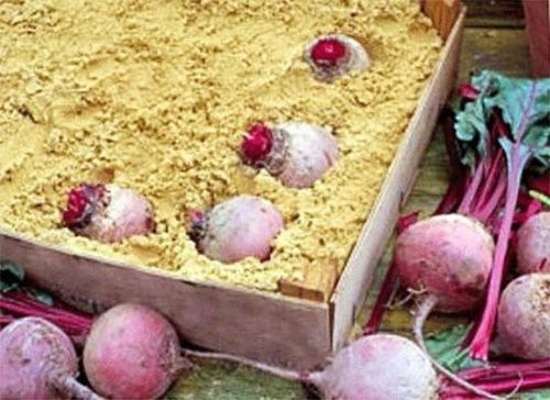 буряк в піску