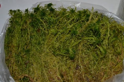 Як зберігати мох сфагнум, як збирати і використовувати, відео