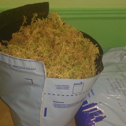 сухий сфагнум