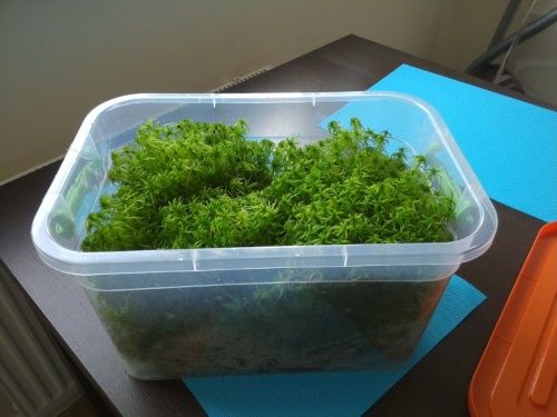 вирощування моху