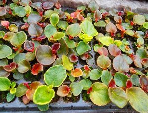 розсада квітів