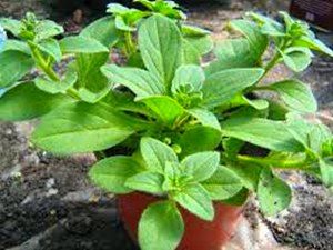 Розсада в січні