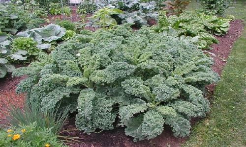 капуста плюмажная