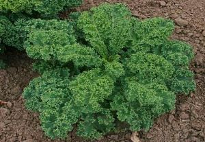 калі зелена