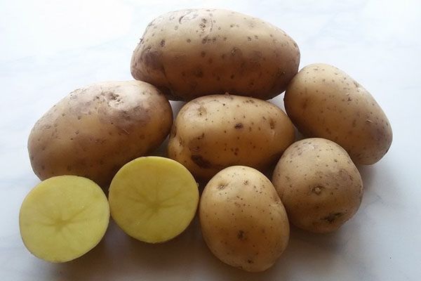 картопля сорту Гала