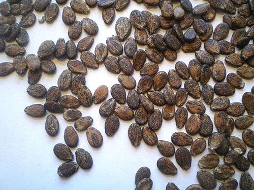 З насіння кавуна виготовляють корисне масло