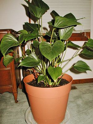 При порушенні правил догляду бутонів антуриума можна не дочекатися