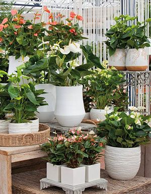 Для рясного цвітіння потрібне хороше освітлення