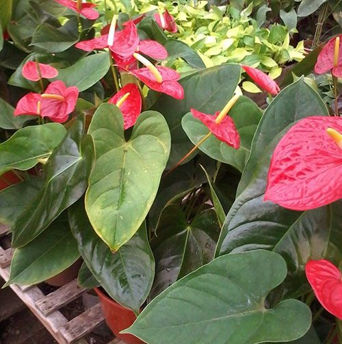 Хворий рослина можна оздоровити і знову змусити цвісти