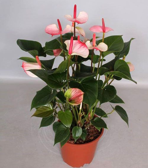 Після зимового спокою квітка знову дасть багато квітконосів