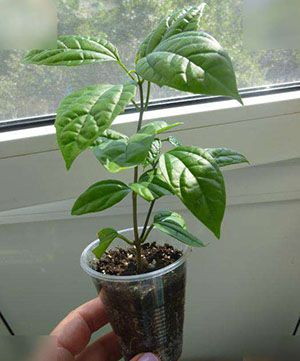 Рослина пора пересаджувати в іншу ємність