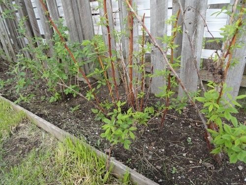 коли пересаджувати малину