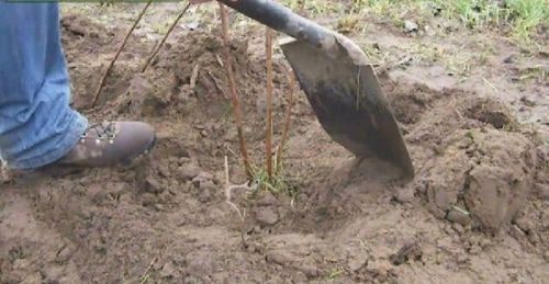 весняна пересадка