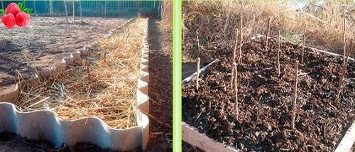 осіння пересадка