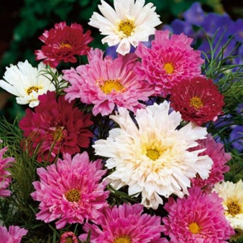 космея махрова