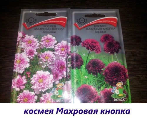 махрова кнопка