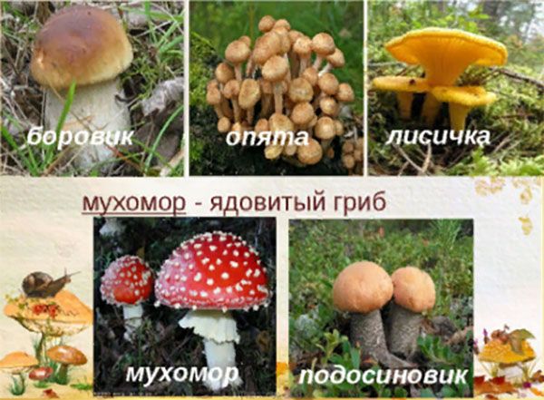 мікорізообразующіе гриби