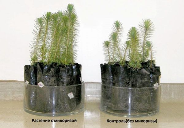 рослини з мікоризою і без мікоризи
