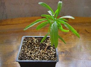 кімнатна рослина