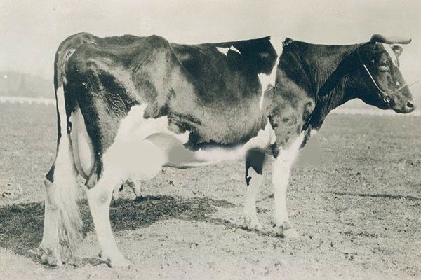 корова Голштинська в 30 роки