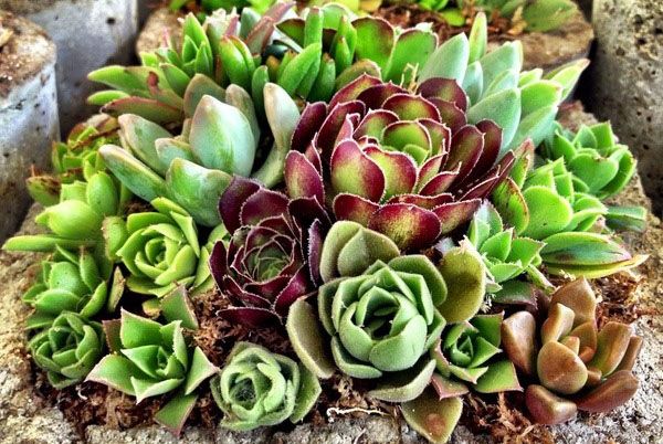 Молодило - посадка і догляд у відкритому грунті в Сибіру восени, навесні, вирощування з насіння, відео