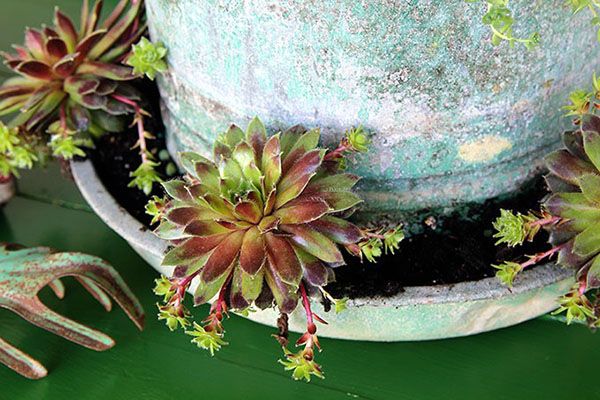 молодило дає діток