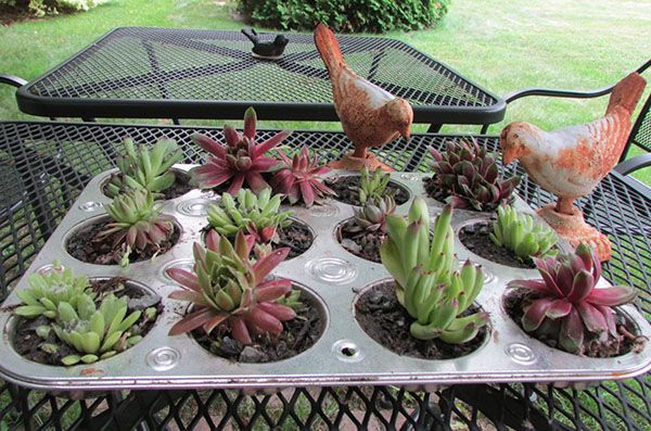 молодило готове до пересадки в грунт