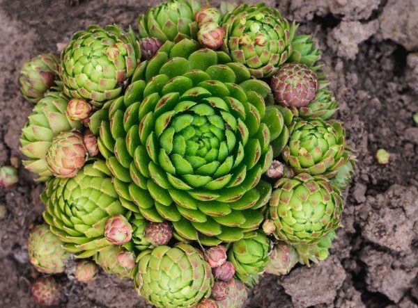 молодило з дочірніми розетками