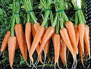 Морква на продаж