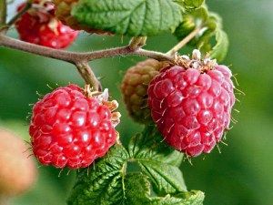 фотографія стиглої малини